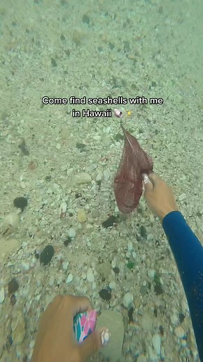 Treasure Hawaii on TikTok