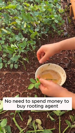 Stimulate plant growth #gardeningfun #gardening_feature #urbangardening #gardeninguk #gardeningphoto #gardeningistherapy #gardening101 #gardeningisfun #gardeningtime #gardeningday #gardeningproblems #gardeninggoals #gardeningideas #gardeninglove #gardening4pleasure #gardeningtips #gardeningmakesmehappy | Garden Tips