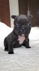 3.1M views · 65K reactions | Why so grumpy Guta, it’s Friday  #frenchiereels #puppyreels | jmarcoz | Facebook