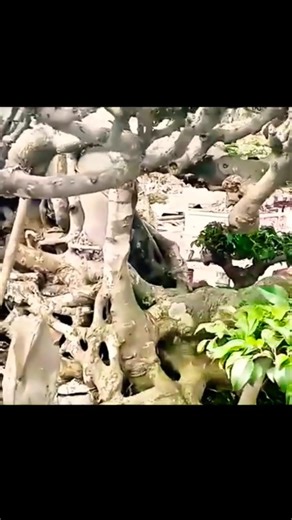 shots#Bonsai 100 Years Old – Rare Bonsai Masterpieces#bonsai