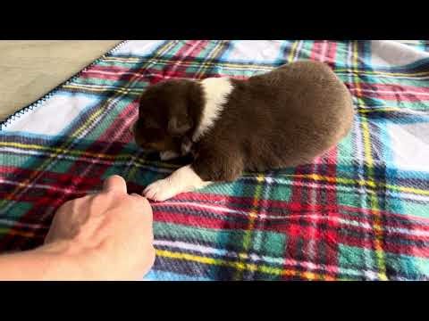 “Sawyer” Phoenix’s red tri male