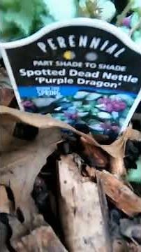 what is purple dragon and yellow archangel lamium