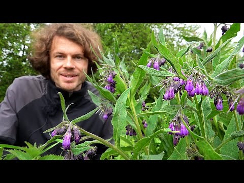 Comfrey: Herbal healing power for sprains, bruises and more