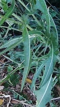 Complete guide to wild chicory: medicinal properties, food uses and curiosities