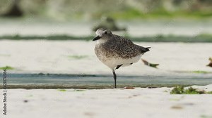 Grey Plover or Black-bellied Plover (Pluvialis squatarola) is a medium-sized plover breeding in Arctic regions. It is a long-distance migrant, bird on the sandy beach during low tide
