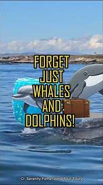 Marine Mammals: Dive into the AMAZING World of Ocean Animals! 🐳🐬