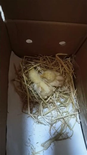How to help a weak chick... 🐣💔