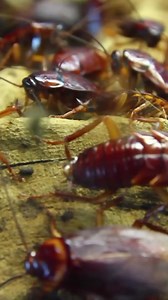 Meet the Real Monsters of Prehistory! | What If