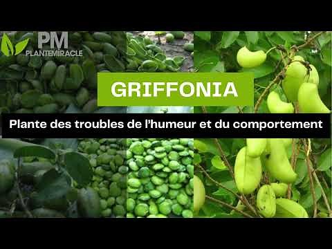 🌿 GRIFFONIA | Griffonia simplicifolia , plante des troubles de l’humeur et du comportement