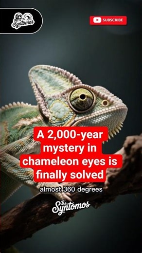 A 2,000-year mystery in chameleon eyes is finally solved!