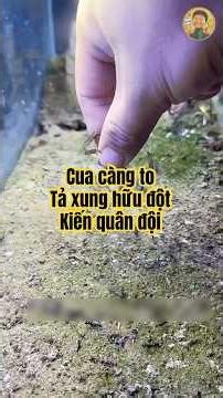 Cua Thiết Giáp Đối Đầu Đội Quân Kiến Khổng Lồ! 🦀