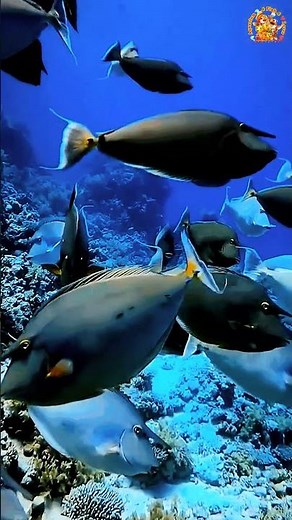 Unicorn Fish #UnicornFish #BluespineUnicornfish #CoralReef #MarineLife #OceanConservation #Reels