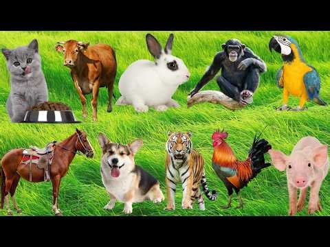 10 Cutest Animals 🐶🐈🐘: Cat, Dog, Rabbit, Pig, Sheep, Monkey, Cow, Panda, Parrot – Animal Recognition