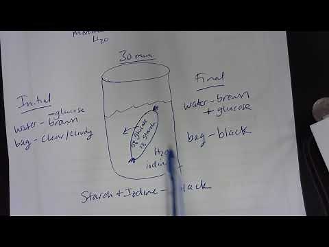 Dialysis Tube Experiment