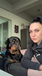 Bark at your dog 🤣 #rottweiler #barkatyourdog | Gangrottie