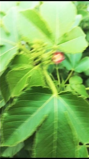 Purging Croton Powerful herb plant.