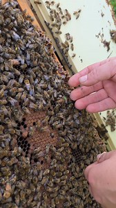 55K views · 610 reactions | How To Pick Up A Queen Bee | Black Mountain Honey | Facebook