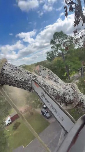 1.3K views | Tree trimming isn’t just cutting branches, it’s...