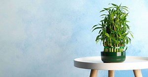Confira 5 motivos para ter bambu-da-sorte em casa