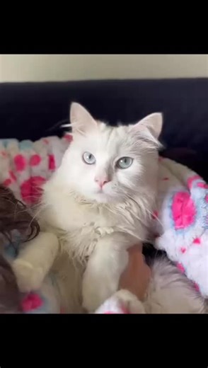 #Noa #gatosvirales #mascotasentiktok #familiafelina #michisvirales #gatosdetiktok #angora #diadelaskaren's