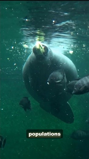 The Manatee: Massive Water Mammals | 4K Wildlife
