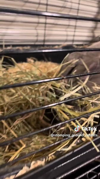 I dunno 🤷🏼‍♀️ she really likes hay #rex #bunnies #rabbitsoftiktok #rabbit #rabbits #bunny #funnypets