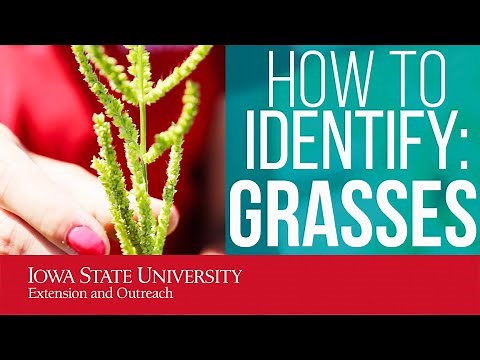 Weed ID: Grasses (Barnyard grass, Large crabgrass & Fall panicum)