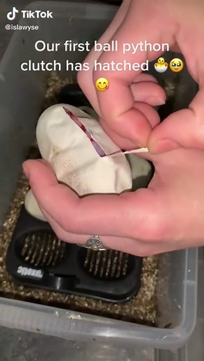 We have baby ball python eggs hatching 🥹🥹 so so excited for this, our first ever clutch of pythons ☺️ #ballpython #ballpythonbreeder #ballpythoneggs #ballpythoneggpiping #royalpython #pythonregius #clutchofballpythoneggs #eggshatching #snake #snakebreeding #snakebreederuk