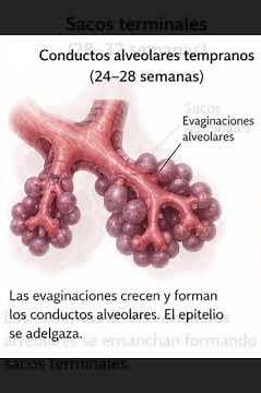 Formación del aparato respiratorio
