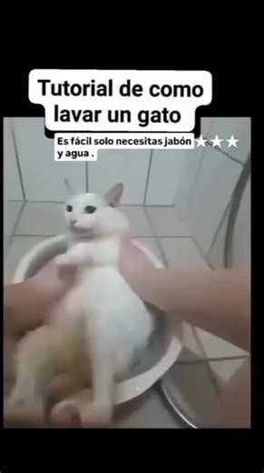 Excelente tutorial | Gato Elegante