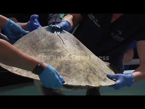 A 3-limbed Kemp's ridley sea turtle is now being tracked at sea by satellite