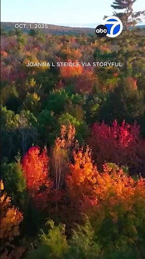 Bird's-eye view of colorful fall foliage