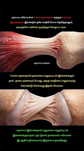 நம்ம உடம்பில் இருக்கும் #Tendon மற்றும் #Ligament இரண்டும் நார் தான். ஆனா, அவற்றின் வேலை ஒன்றல்ல