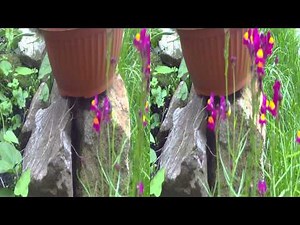 3D Sample video, 3D test video, 3D 1080p, 3D Full HD, 3D