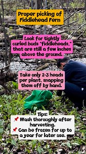 69 reactions · 13 shares | Proper Picking of Fiddlehead Fern. #fiddleheads #ferns #pako #tips #PinoyInCanada #everyonefollowers | Mario Ritondo Agbayani | Facebook
