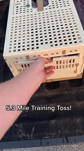 Pigeon Training Tips for Racing and Homing Pigeons