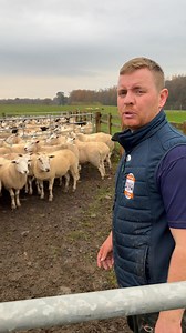 🐑 Tupping Prep Part 2: Sorting 400 Ewes (The Logistical Challenge!) 📋 The rams are harnessed—now the real work begins! With 400 ewes and 8 tups to deploy, we need to sort the ladies into perfect groups of 50 for each tup. This is a massive logistical challenge that requires precision and speed! It's certainly not an easy job to sort out such a large flock, but we have our number one pen dog Taz to help us keep things moving and organized. Once the groups are separated and sorted, the final tup