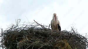 Heron in a high nest Stock Video