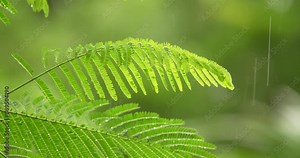 Branch of royal poinciana (Delonix regia leaf) plant moving in the wind during raining season.