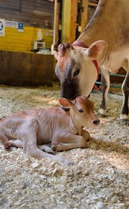 281K views · 33K reactions | It’s is true, on most farms, dairy cows...