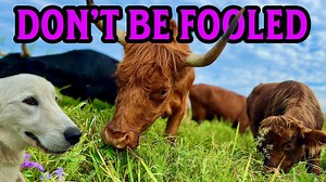 Exploring the myths and realities of running a small farm