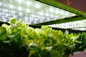 Leaving Grow Lights On 24 Hours - Grower Today