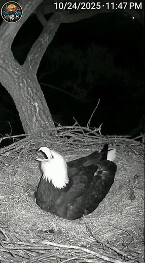 Owl Attacks Eagle (Caught on Ring Camera)