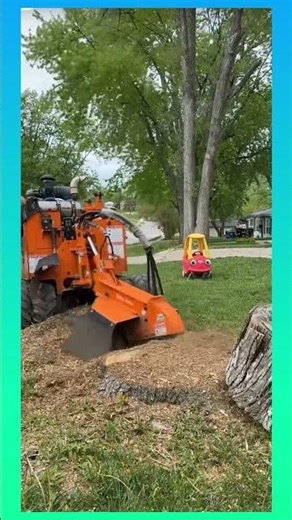 Grinding a massive tree stump down to ground level with a powerful stump grinder in one smooth pass