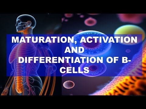 Maturation, Activation and Differentiation of B lymphocytes | Immunology