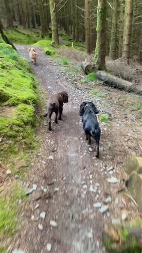 Active Dogs on Reels