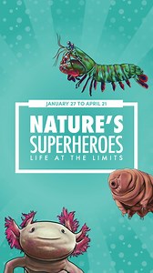 2.6K views · 21 reactions | 隸‍♂️ Nature’s Superheroes: Life at the...