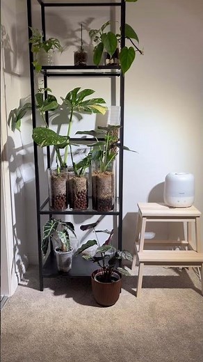 plant setup with some ikea shelf and barrina grow light #plants #growlight #monstera #alocasia