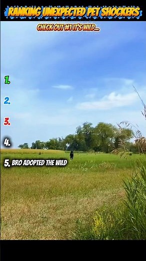 Ranking Unexpected Pet Shockers! #funnyanimals #funnyclips #shorts