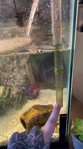 Ultimate Guide to Creating a Turtle Enclosure